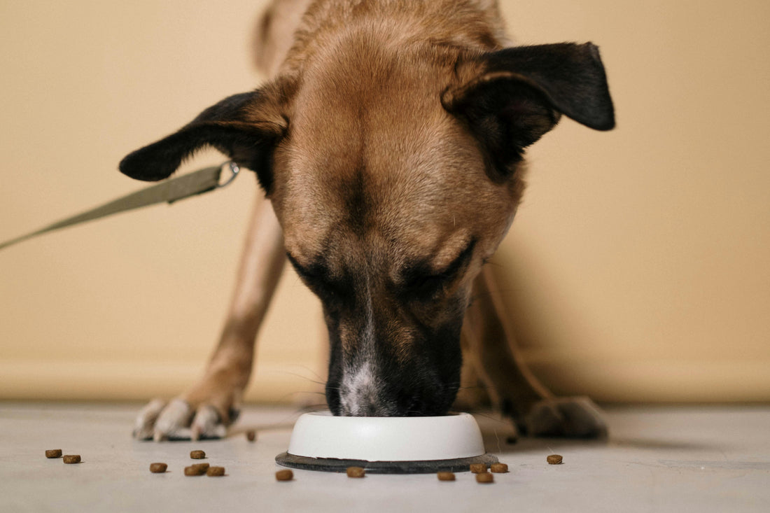 Alimentazione del cane: perché è così importante