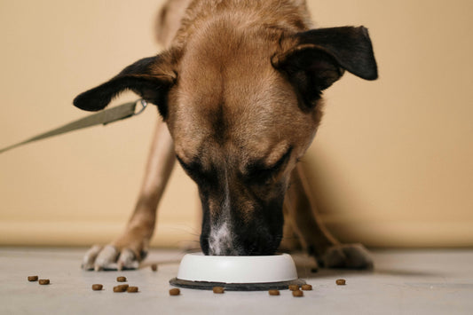 Alimentazione del cane: perché è così importante