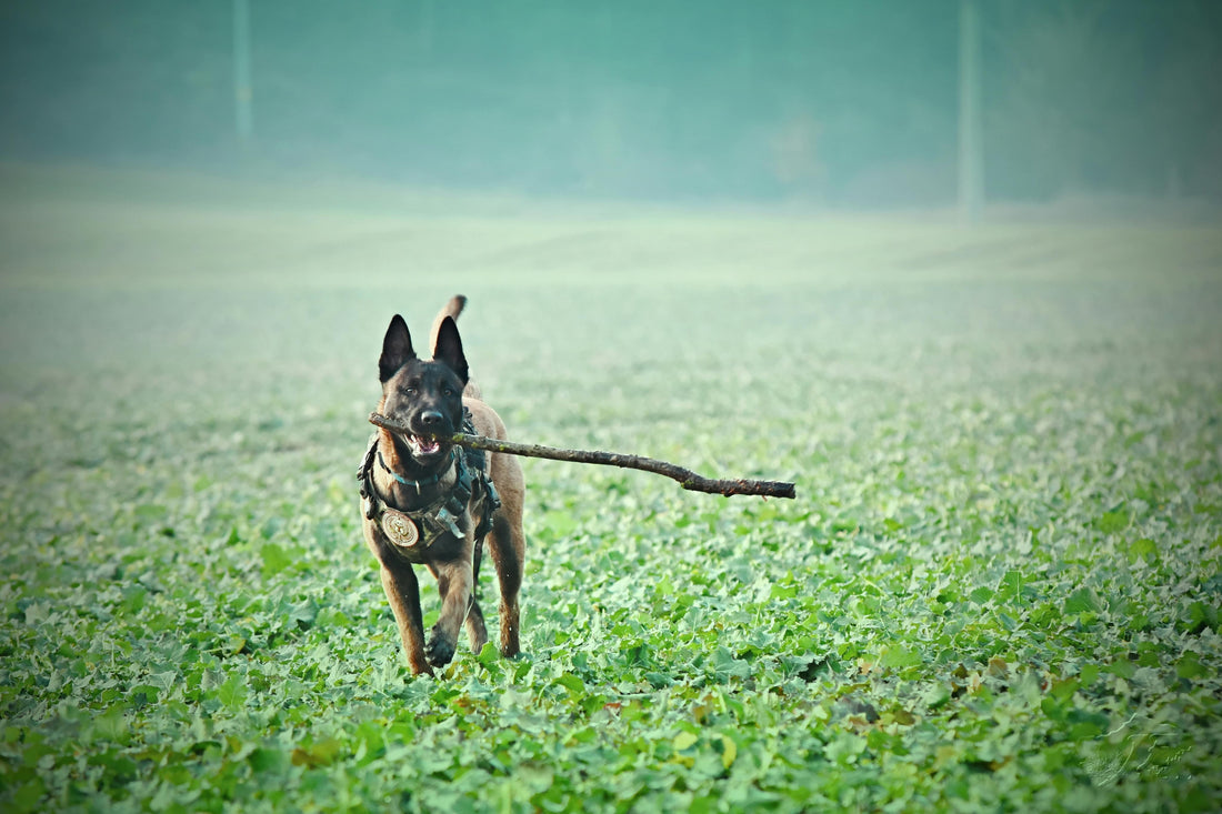 Allenarsi insieme al tuo cane: il segreto per un legame indistruttibile