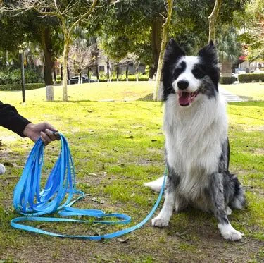 Lunghina da Addestramento in PVC